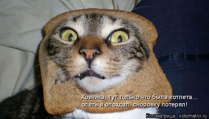 Котоматрица: Хозяйка, тут только что была котлета... опять я опоздал, сноровку потерял!