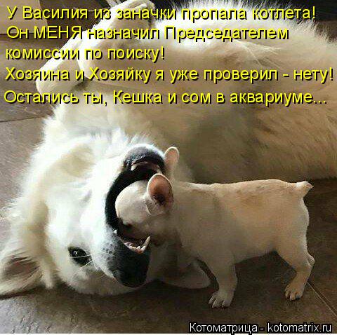 Котоматрица: У Василия из заначки пропала котлета! Он МЕНЯ назначил Председателем  комиссии по поиску! Хозяина и Хозяйку я уже проверил - нету! Остались т