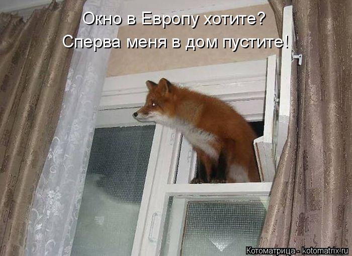 Котоматрица: Окно в Европу хотите? Сперва меня в дом пустите!