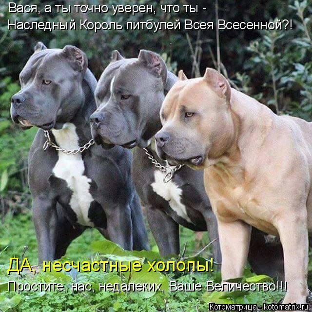 Котоматрица: Вася, а ты точно уверен, что ты - Наследный Король питбулей Всея Всесенной?! ДА, несчастные холопы! Простите, нас, недалеких, Ваше Величество!!!