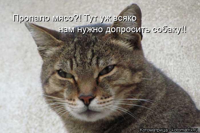 Котоматрица: Пропало мясо?! Тут уж всяко нам нужно допросить собаку!!