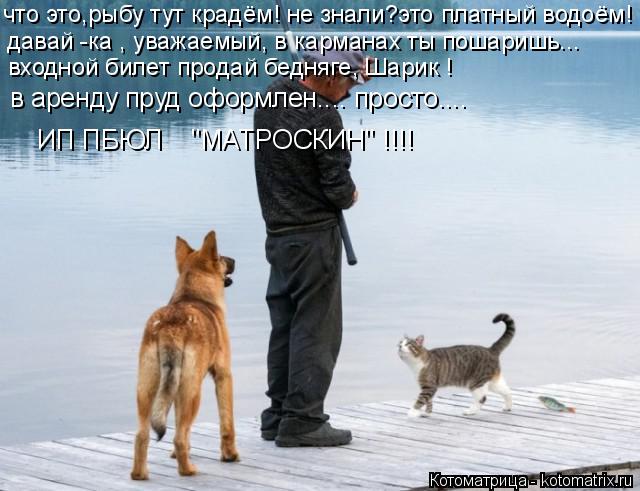 Котоматрица: входной билет продай бедняге, Шарик ! что это,рыбу тут крадём! не знали?это платный водоём! давай -ка , уважаемый, в карманах ты пошаришь... в ар