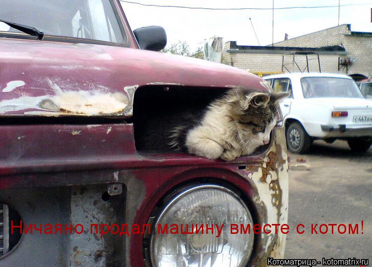 Котоматрица: Ничаяно продал машину вместе с котом!