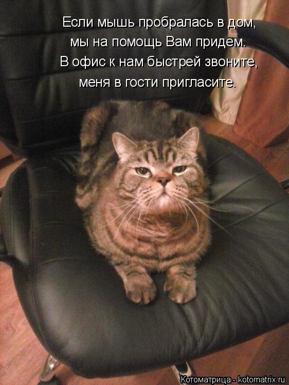 Котоматрица: Если мышь пробралась в дом, мы на помощь Вам придем. В офис к нам быстрей звоните, меня в гости пригласите.