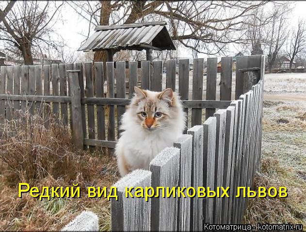 Котоматрица: Редкий вид карликовых львов