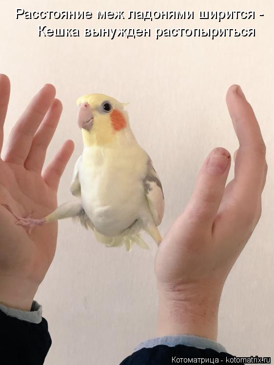 Котоматрица: Расстояние меж ладонями ширится - Кешка вынужден растопыриться