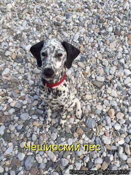 Котоматрица: Чеширский пёс