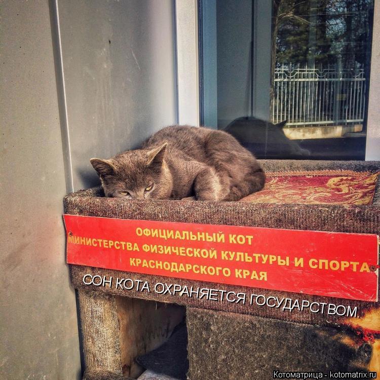 Котоматрица: СОН КОТА ОХРАНЯЕТСЯ ГОСУДАРСТВОМ.