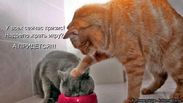 Котоматрица: У всех сейчас кризис! Надоело жрать икру? А ПРИДЁТСЯ!!!