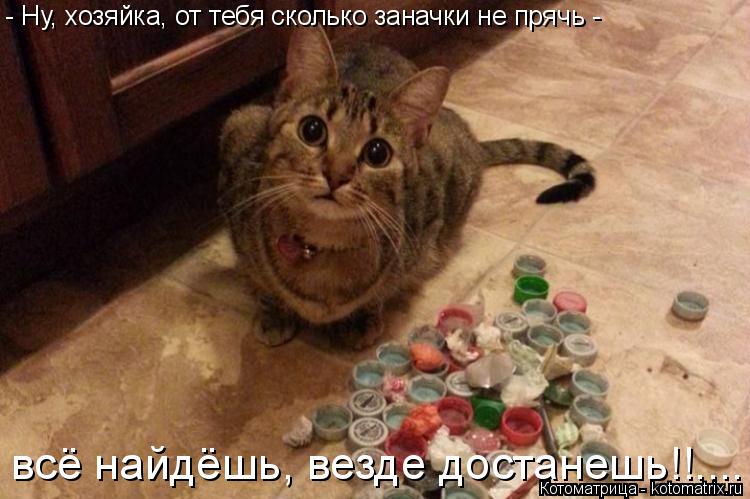 - Ну, хозяйка, от тебя сколько заначки не прячь - всё найдёшь, везде достанешь!!....... Котоматрица: - Ну, хозяйка, от тебя сколько заначки не прячь - всё найдёшь, везде достанешь!!....