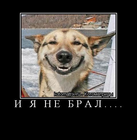 Котоматрица: И Я НЕ БРАЛ.... 