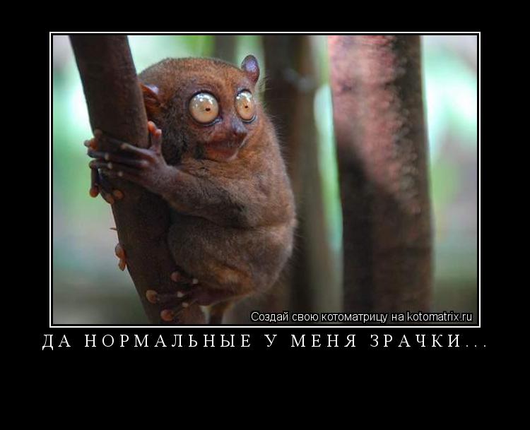 Котоматрица: ДА НОРМАЛЬНЫЕ У МЕНЯ ЗРАЧКИ... 