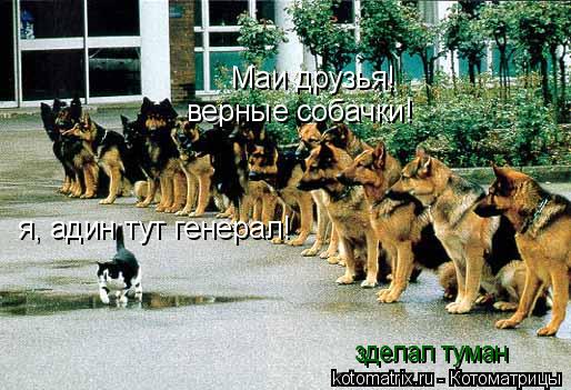 Котоматрица: Маи друзья! я, адин тут генерал! верные собачки! зделал туман