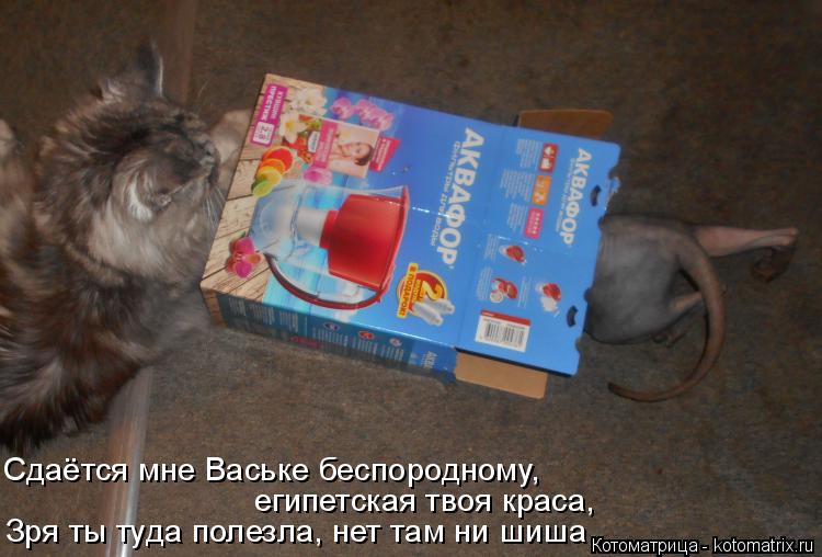 Котоматрица: Зря ты туда полезла, нет там ни шиша египетская твоя краса, Сдаётся мне Ваське беспородному,