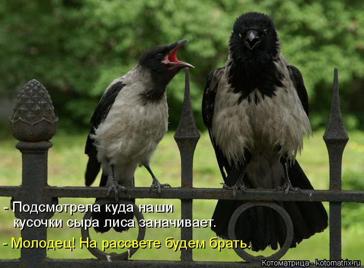 Котоматрица: - Подсмотрела куда наши кусочки сыра лиса заначивает.  - Молодец! На рассвете будем брать.