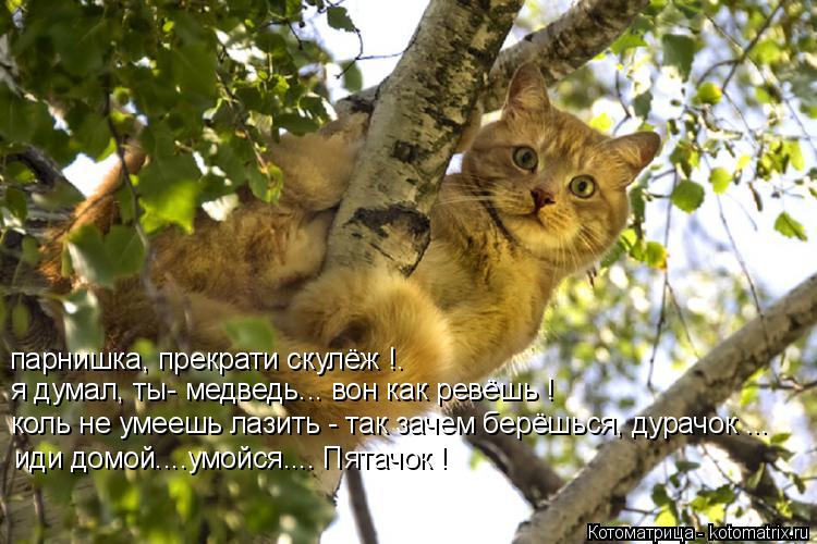 Котоматрица: парнишка, прекрати скулёж !. я думал, ты- медведь... вон как ревёшь ! коль не умеешь лазить - так зачем берёшься, дурачок ... иди домой....умойся.... 