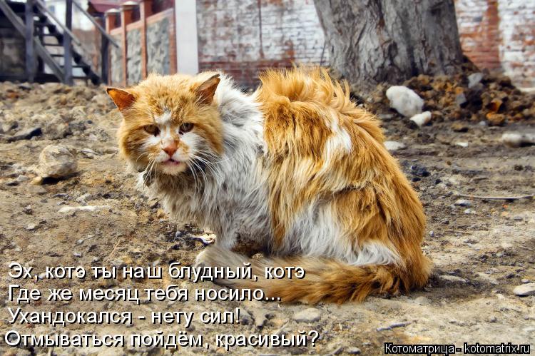 Котоматрица: Отмываться пойдём, красивый? Ухандокался - нету сил! Где же месяц тебя носило... Эх, котэ ты наш блудный, котэ