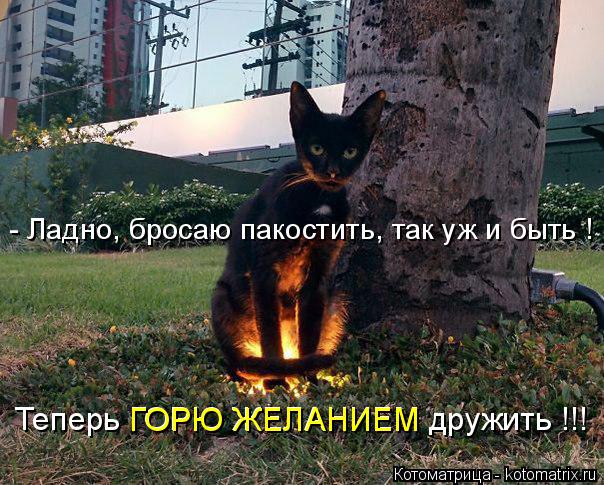 Котоматрица: Теперь ГОРЮ ЖЕЛАНИЕМ дружить !!!  ГОРЮ ЖЕЛАНИЕМ - Ладно, бросаю пакостить, так уж и быть !
