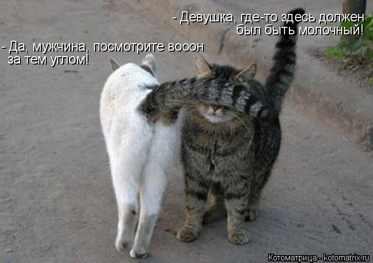Котоматрица: - Девушка, где-то здесь должен  был быть молочный! - Да, мужчина, посмотрите вооон за тем углом!