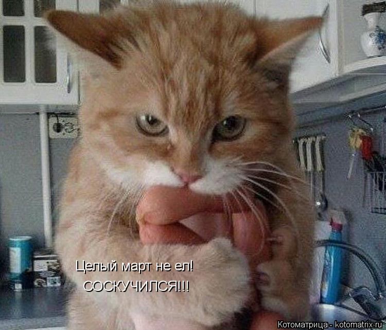 Котоматрица: Целый март не ел! СОСКУЧИЛСЯ!!!