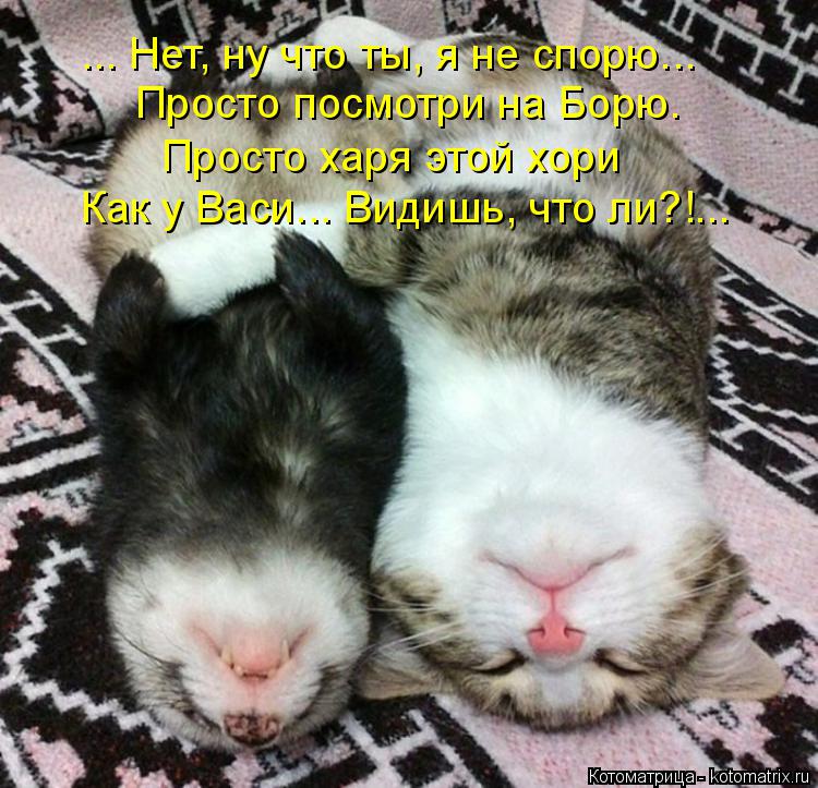 Котоматрица: ... Нет, ну что ты, я не спорю... Просто посмотри на Борю. Просто харя этой хори Как у Васи... Видишь, что ли?!...