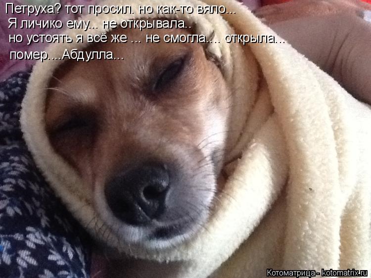 Котоматрица: Петруха? тот просил. но как-то вяло... Я личико ему... не открывала.. но устоять я всё же ... не смогла.... открыла... помер....Абдулла...