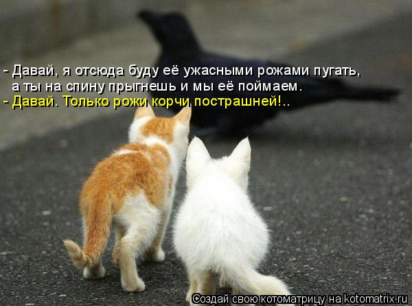 Котоматрица: - Давай, я отсюда буду её ужасными рожами пугать, а ты на спину прыгнешь и мы её поймаем. - Давай. Только рожи корчи пострашней!..