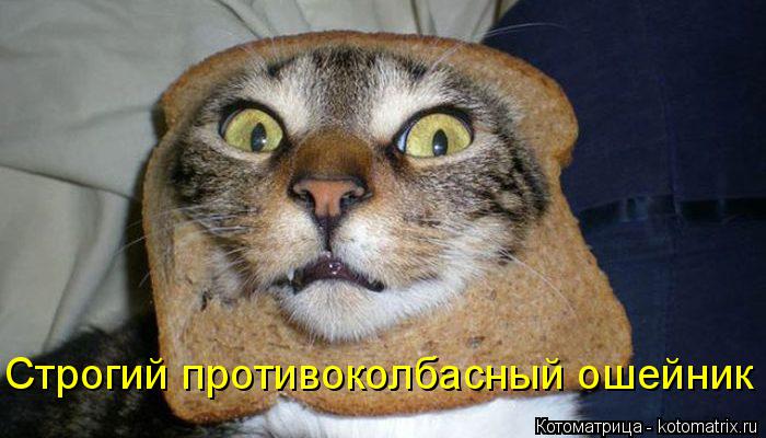 Котоматрица: Строгий противоколбасный ошейник