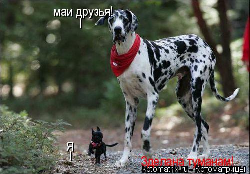 Котоматрица: I I Я маи друзья! Зделана туманам!