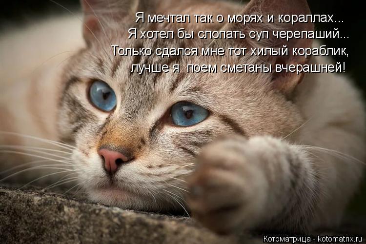 Котоматрица: Я мечтал так о морях и кораллах... Я хотел бы слопать суп черепаший... Только сдался мне тот хилый кораблик, лучше я  поем сметаны вчерашней!