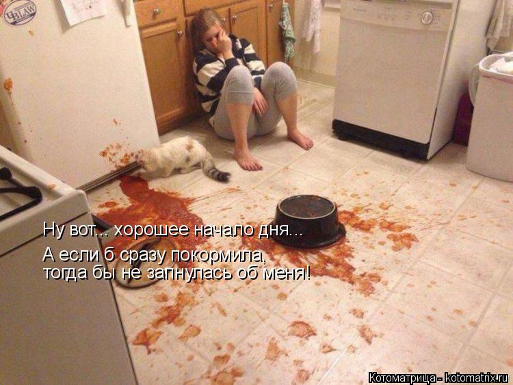 Котоматрица: Ну вот... хорошее начало дня... А если б сразу покормила, тогда бы не запнулась об меня!