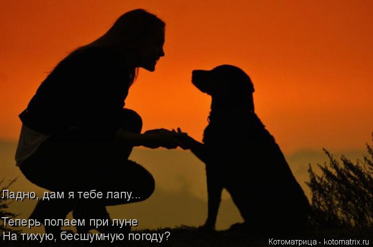 Котоматрица: На тихую, бесшумную погоду?  Теперь полаем при луне  Ладно, дам я тебе лапу...