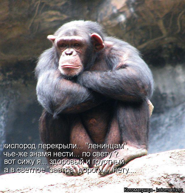 Котоматрица: кислород перекрыли... "ленинцам", чье-же знамя нести... по свету ? вот сижу я... здоровый и грустный, а в светлое "завтра" дороги.... нету....