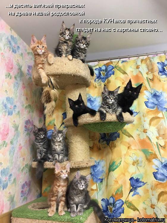 Котоматрица: ...и десять витязей прекрасных на древе нашей родословной к породе КУНаков причастных глядят на нас с картины словно...