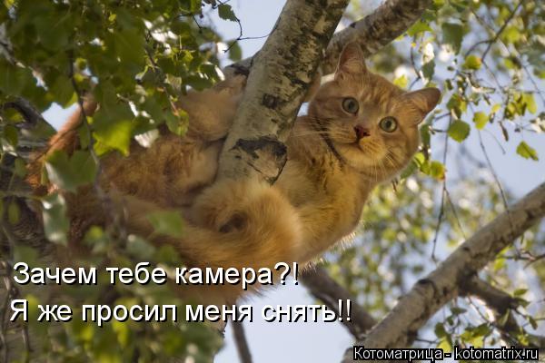 Котоматрица: Зачем тебе камера?! Я же просил меня снять!!