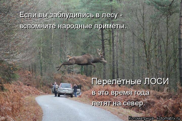 Котоматрица: Если вы заблудились в лесу - вспомните народные приметы. Перелётные ЛОСИ в это время года летят на север.