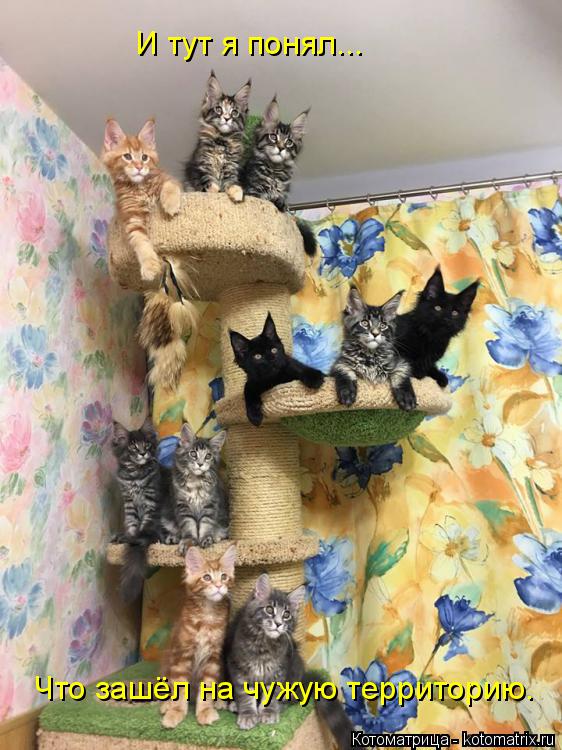 Котоматрица: И тут я понял... Что зашёл на чужую территорию.