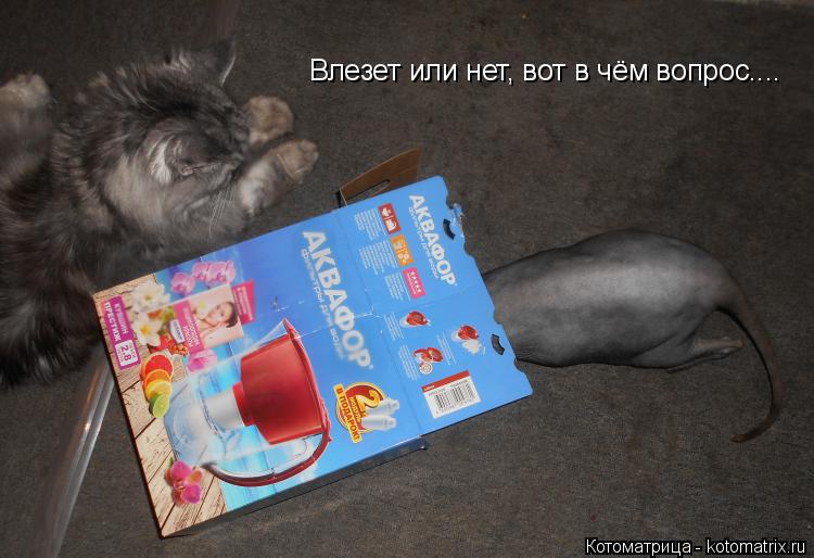 Котоматрица: Влезет или нет, вот в чём вопрос....