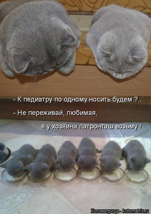 Котоматрица: - К педиатру по одному носить будем ?.. - Не переживай, любимая, я у хозяина патронташ возьму !