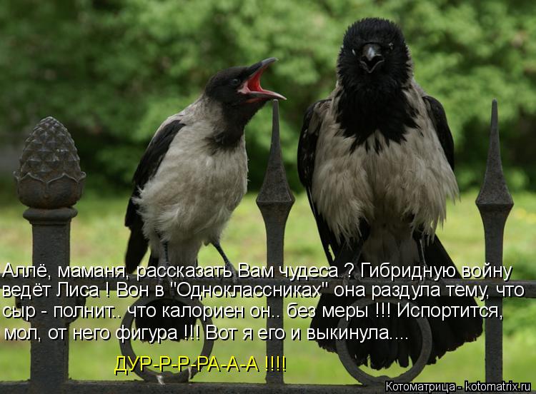 Котоматрица: Аллё, маманя, рассказать Вам чудеса ? Гибридную войну ведёт Лиса ! Вон в "Одноклассниках" она раздула тему, что сыр - полнит.. что калориен он.. 