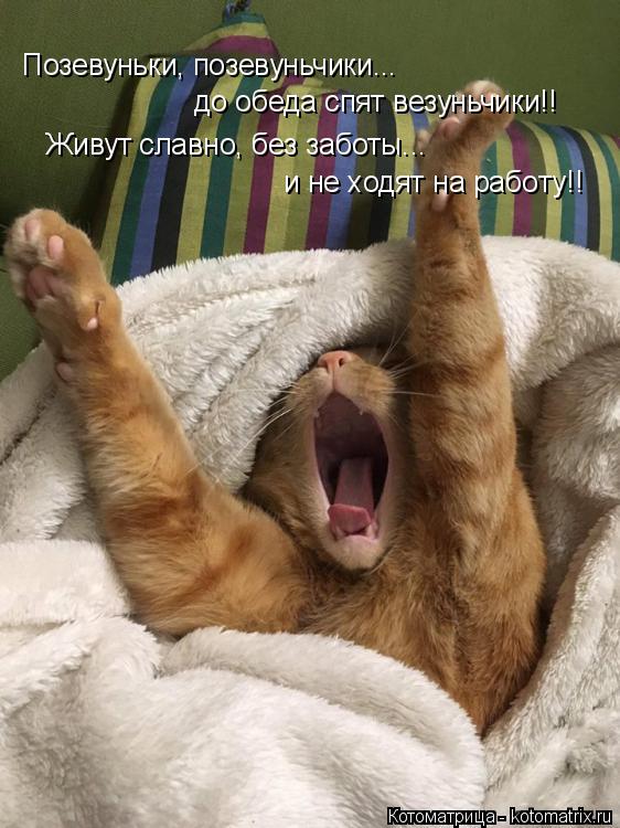 Котоматрица: Позевуньки, позевуньчики... до обеда спят везуньчики!! Живут славно, без заботы... и не ходят на работу!!
