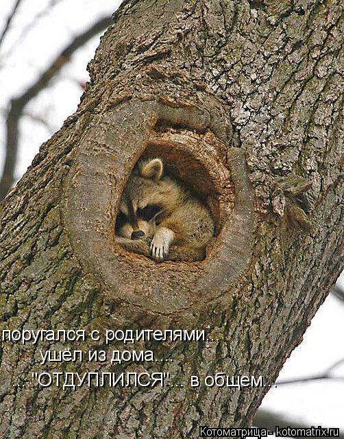 Котоматрица: поругался с родителями... ушёл из дома....  ... "ОТДУПЛИЛСЯ"... в общем...