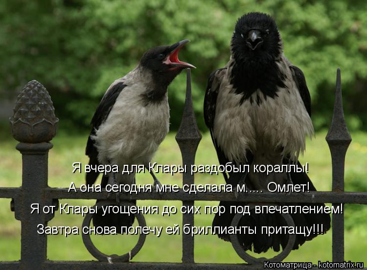 Котоматрица: Я вчера для Клары раздобыл кораллы! А она сегодня мне сделала м..... Омлет! Я от Клары угощения до сих пор под впечатлением! Завтра снова полеч