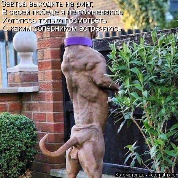 Котоматрица: Завтра выходить на ринг, В своей победе я не сомневаюсь  Хотелось только посмотреть С каким соперником встречаюсь