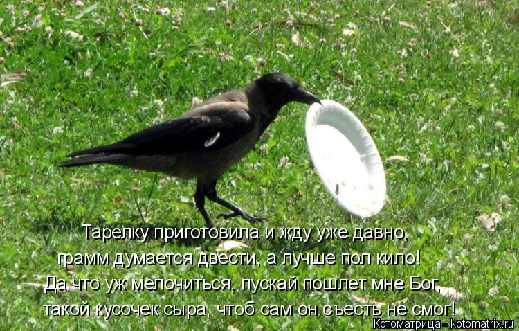 Котоматрица: Тарелку приготовила и жду уже давно, грамм думается двести, а лучше пол кило! Да что уж мелочиться, пускай пошлет мне Бог, такой кусочек сыра,