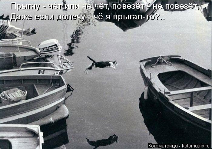 Котоматрица: Прыгну - чёт или не чёт, повезёт - не повезёт, Даже если долечу - чё я прыгал-то?..