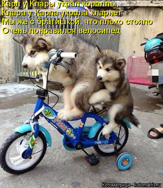 Котоматрица: Карл у Клары украл кораллы, Клара у Карла украла кларнет Мы же с братишкой, что плохо стояло Очень понравился велосипед