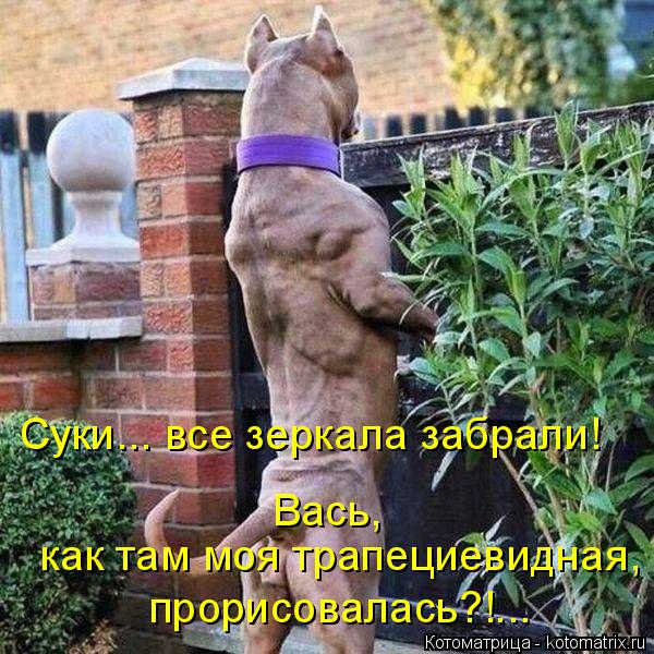 Котоматрица: Суки... все зеркала забрали! Вась,   как там моя трапециевидная, прорисовалась?!...