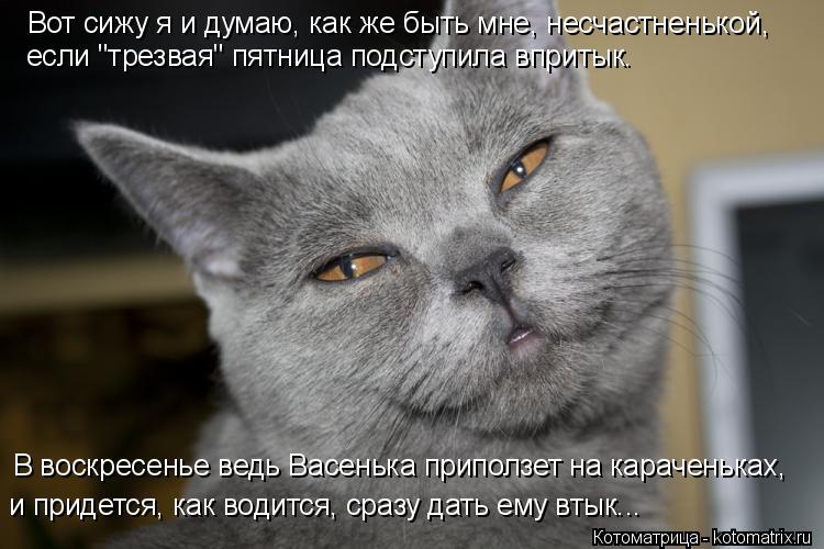 Котоматрица: Вот сижу я и думаю, как же быть мне, несчастненькой,  если "трезвая" пятница подступила впритык. В воскресенье ведь Васенька приползет на кар