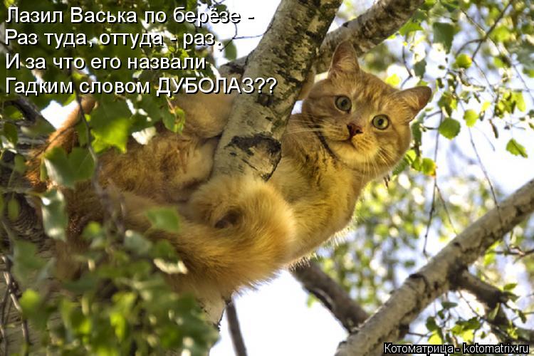 Котоматрица: Лазил Васька по берёзе - Раз туда, оттуда - раз. И за что его назвали Гадким словом ДУБОЛАЗ??